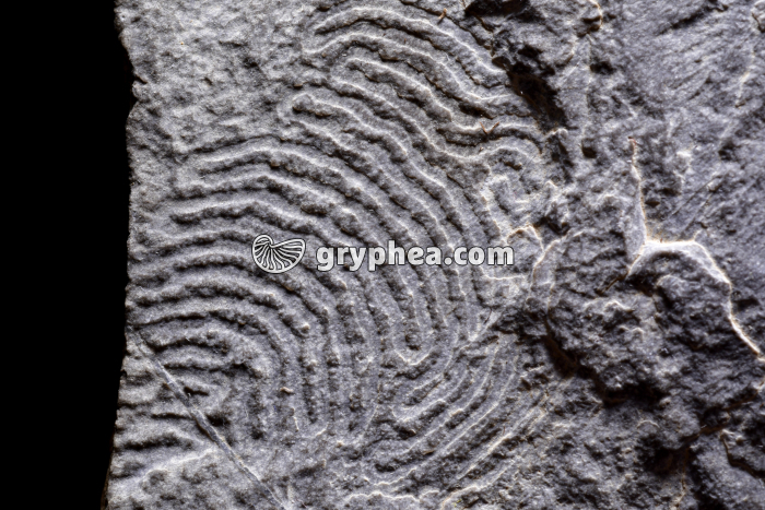 Traces d'Helmintoïdes dans un schiste - gryphea.org